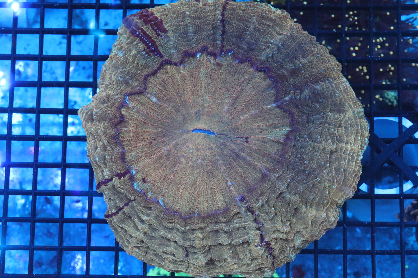 Ultra Acanthophyllia (D63) Show Size 7"