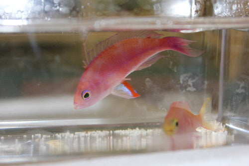 Randall's Anthias-Female
