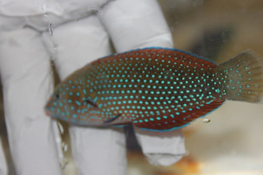Dusky Wrasse | Halichoeres marginatus (4-6")