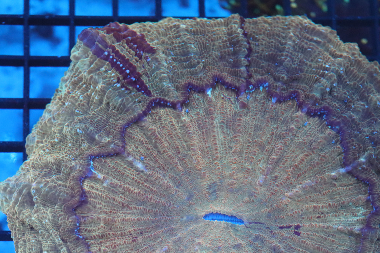 Ultra Acanthophyllia (D63) Show Size 7"