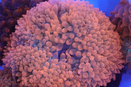 Pink Bubble Tip Anemone 3 1/2"