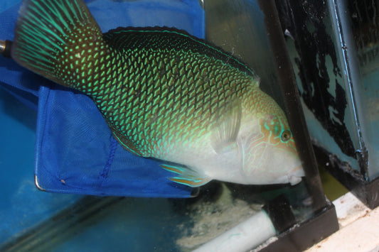 Half and Half Wrasse (Hemigymnus melapterus), 12" Taiwan