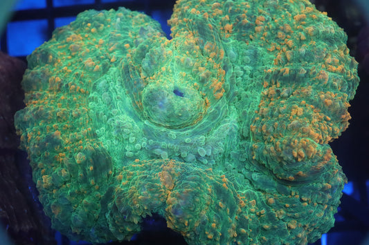 Green Carpet Lobo D147