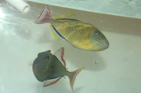 Crosshatch Trigger (Xanthichthys mento)- (7-8" Pair)