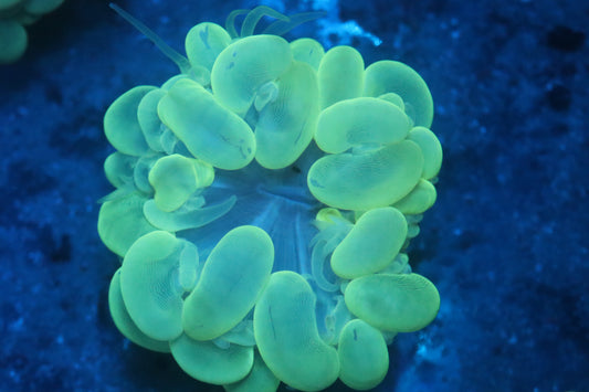 Neon Bubble Coral