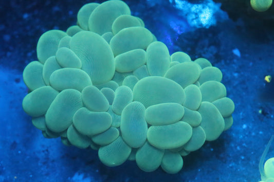 Neon Bubble Coral