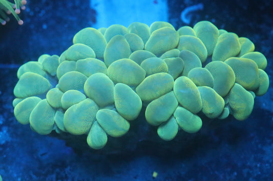 Neon Bubble Coral