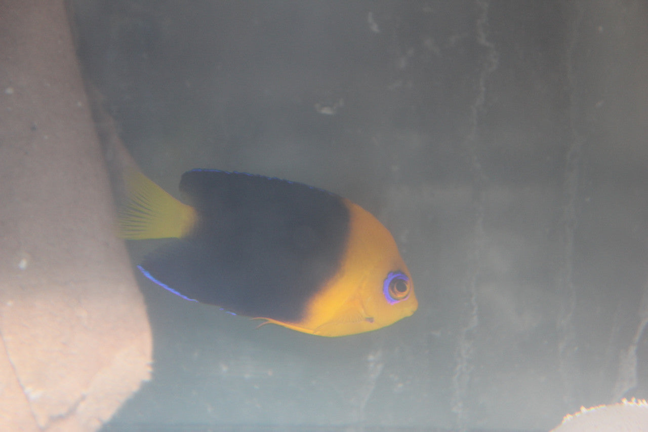 Coco's Pygmy Angelfish (Centropyge joculator) 2-3”