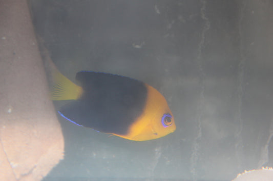 Coco's Pygmy Angelfish (Centropyge joculator) 2-3”