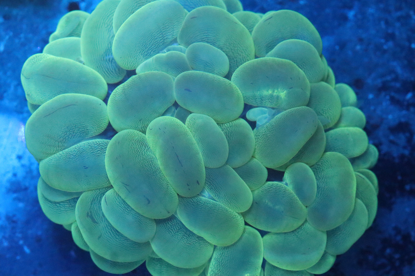 Neon Bubble Coral (C8)