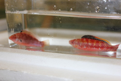 Black Fin Fairy Wrasse Male| Cirrhilabrus Condei