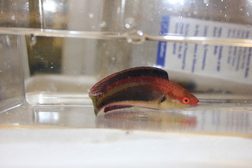 Vila Fairy Wrasse | Cirrhilabrus sp