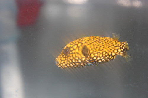 Mappa Puffer | Arothron Mappa (5-6”)