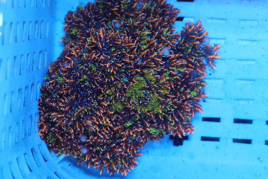 Rainbow Hellfire Anemone 2"