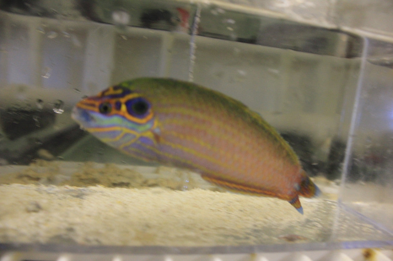 Earmuff Wrasse (Halichoeres Melasmapomus)