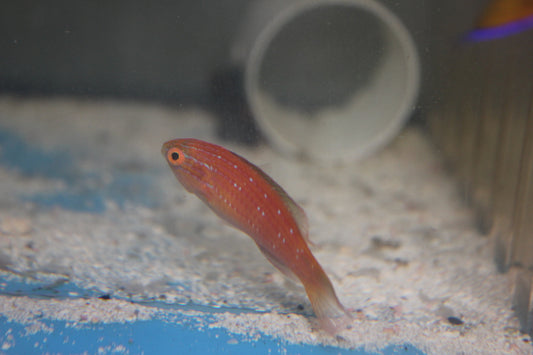 Brunneus Fairy Wrasse (Cirrhilabrus brunneus) - Female