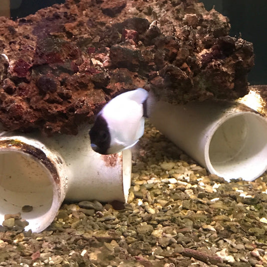 Masked Angelfish (Genicanthus personatus)