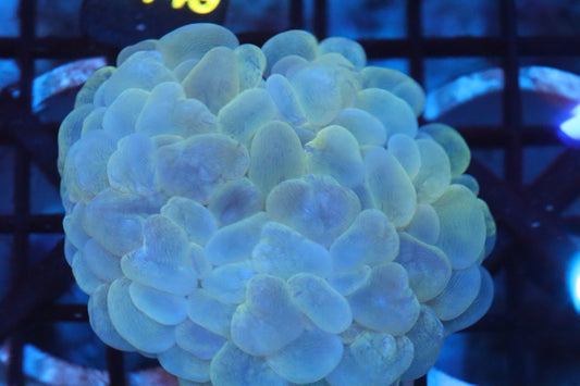 Neon Bubble Coral (D128)