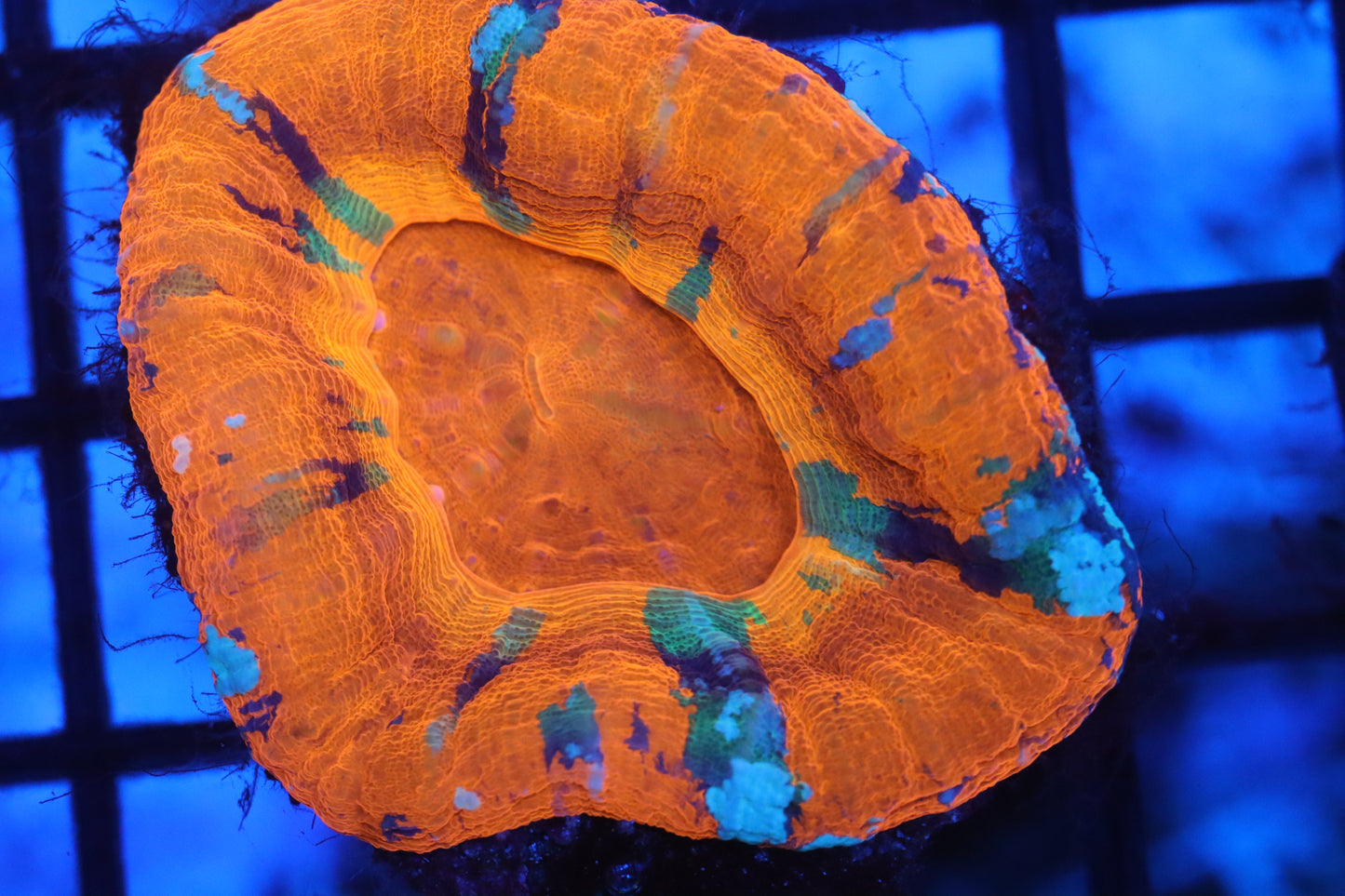 AUSSIE MASTER SCOLY (D27)