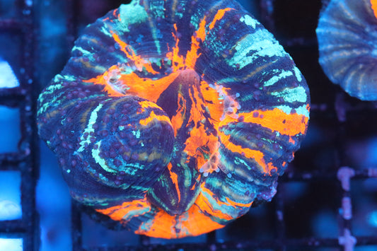 Warpaint Scoly (D64)