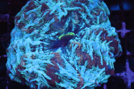 Multi Color Indophyllia (A159)