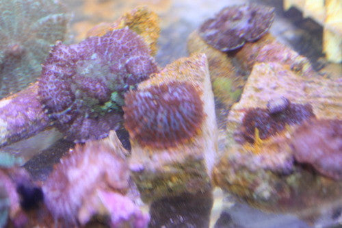 Bullseye Mushroom | Rhodactis Inchoata - Single Polyp