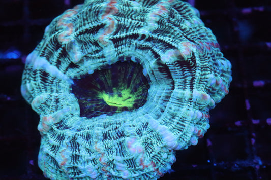 Multi Color Indophyllia (A160)