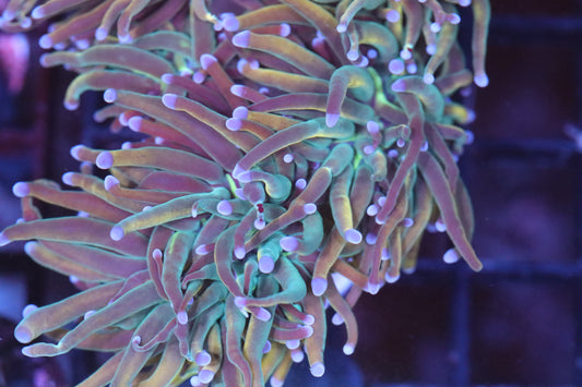 Rapunzel Torch Double Head (A153)