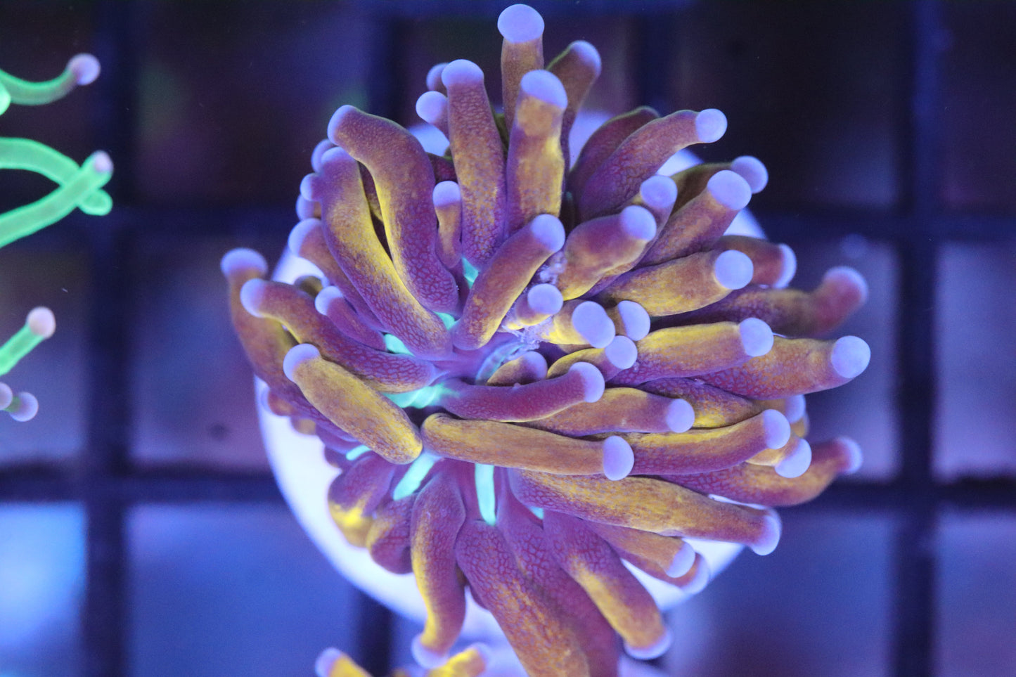 Ultra Orange Blue Tip Torch (A156)