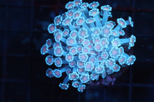 Pink Petal Alveopora Mini Colony (D66)