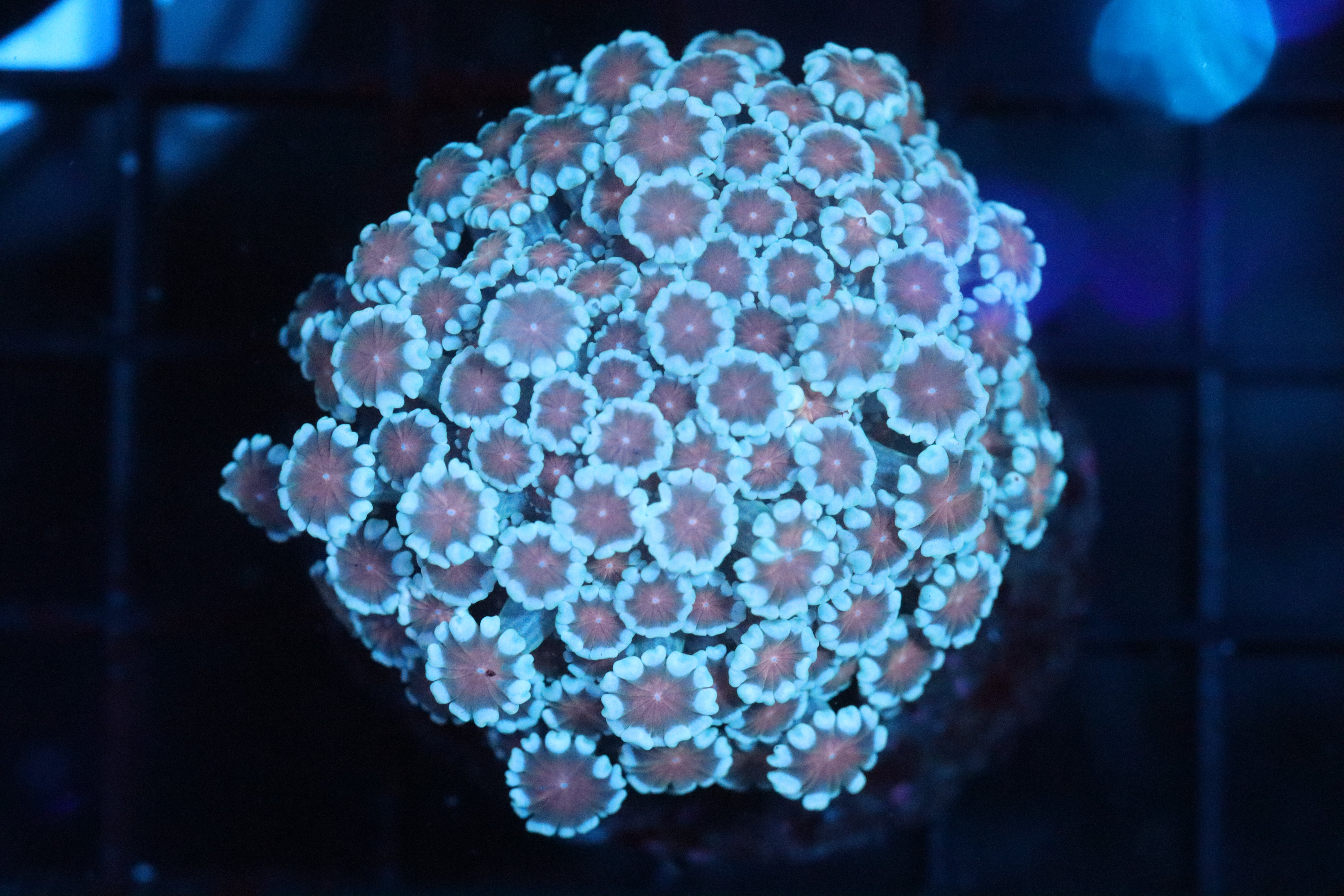 Pink Petal Alveopora Mini Colony (D65) – NYAquatic