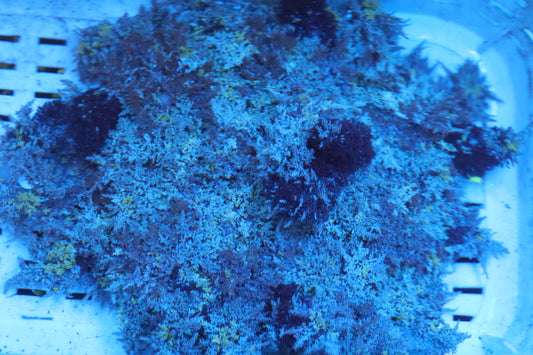 Purple & Green Hellfire Anemone 4"