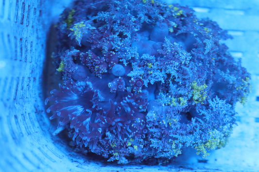 Purple & Green Hellfire Anemone 2"