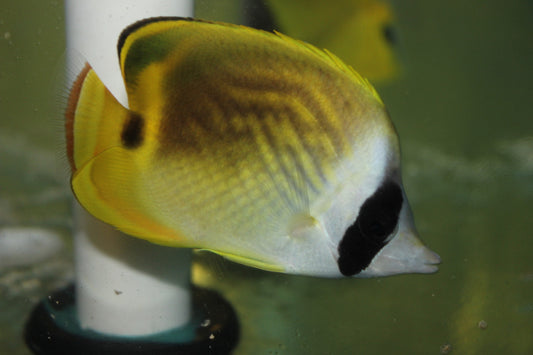 Hybrid Butterfly (raccoon/threadfin |  lunula/auriga)-3-4"