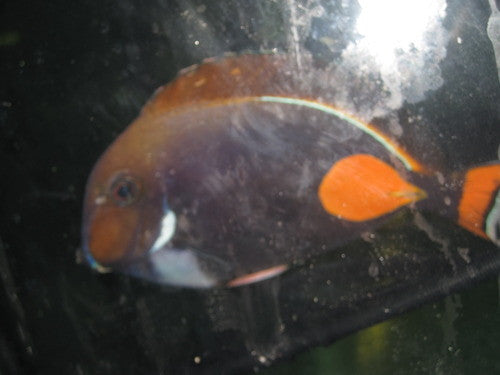 Achilles Tang (Hawaii 6")