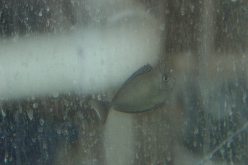 Blue Unicorn Tang (juv)