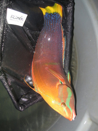 Yellowtail Coris Wrasse (8", Hawaii)