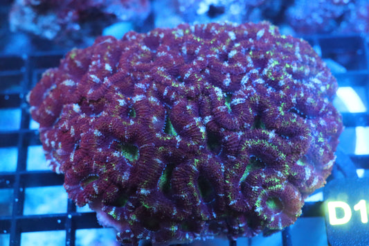 Micromussa Lord Colony (D169)