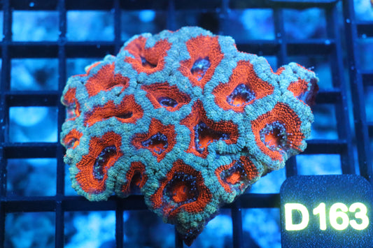 Micromussa Lord Colony (D163)