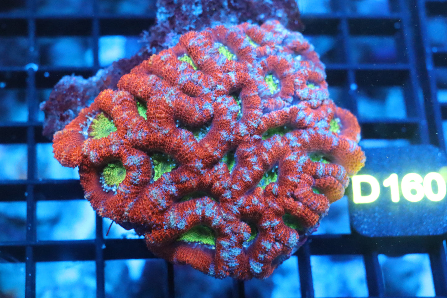 Micromussa Lord Colony (D160)