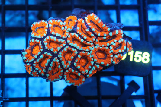 Micromussa Lord Colony (D158)