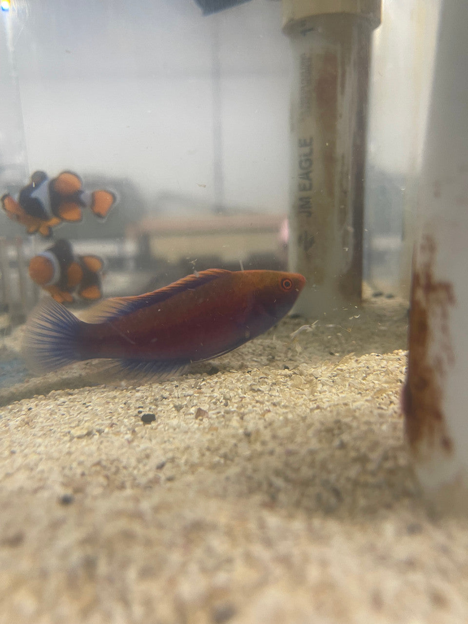 Ruby Longfin Fairy Wrasse | cirrhilabrus rubeus (Solomon Island)