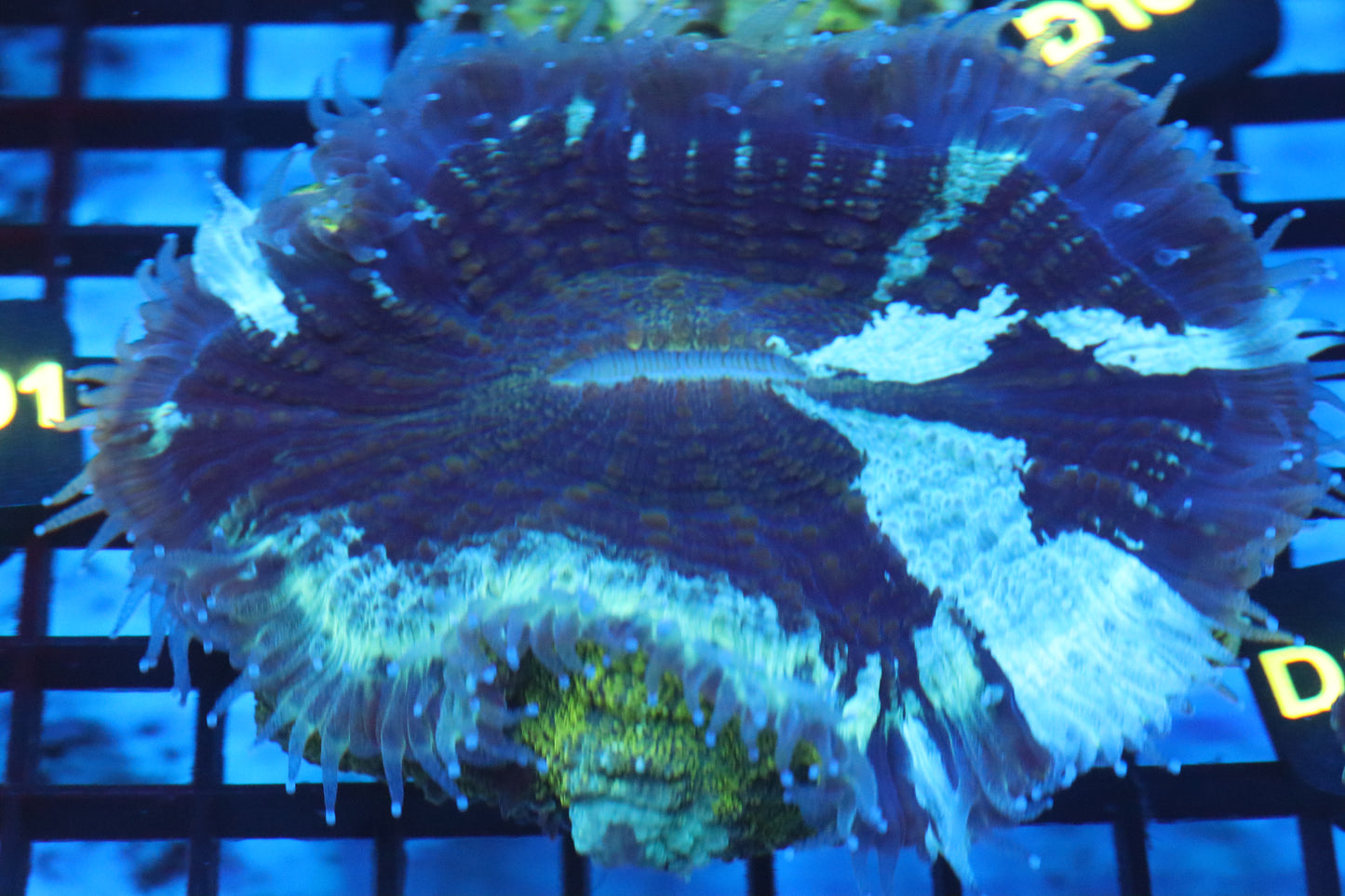 Aussie Acantho (D185) Medium