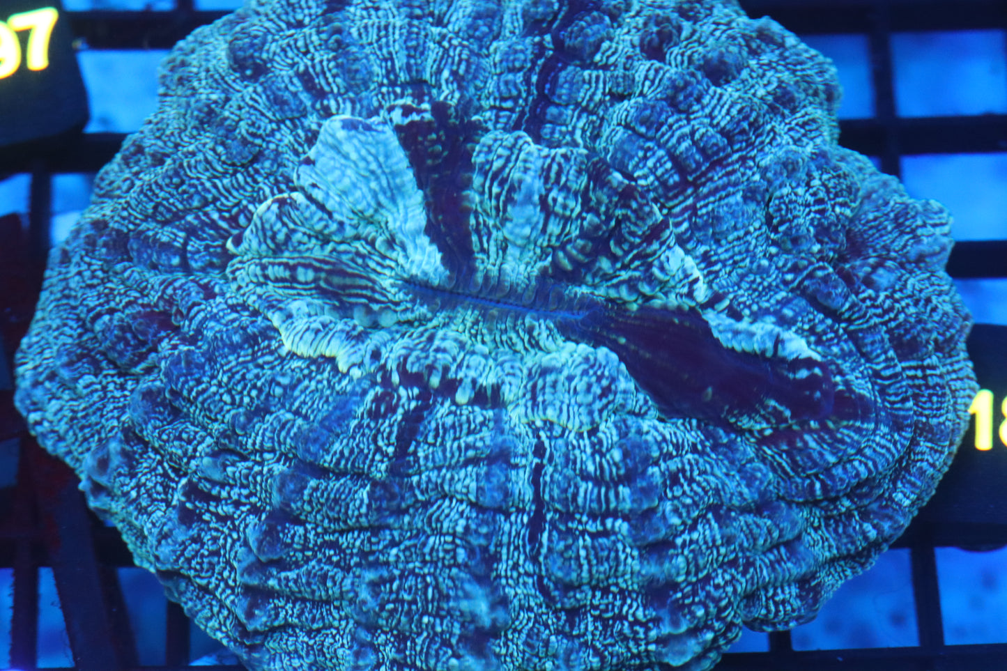 Aussie Acantho (D184) Medium