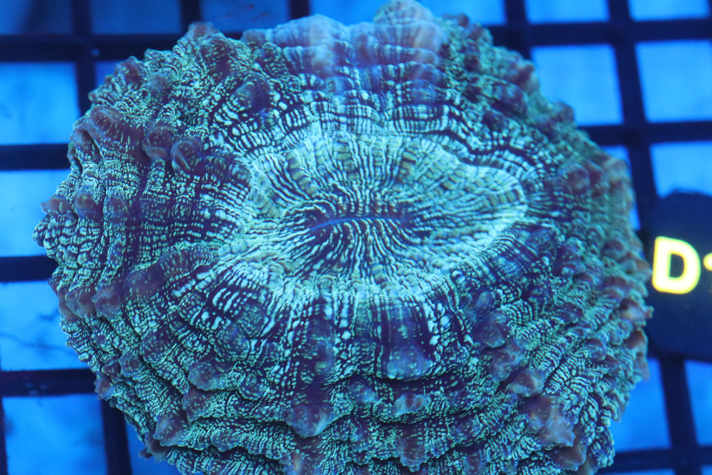 Aussie Acantho (D199) Medium