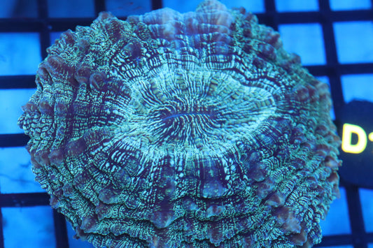 Aussie Acantho (D199) Medium