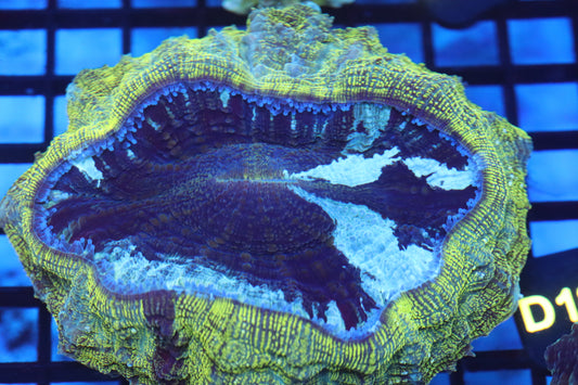 Aussie Acantho (D185) Medium