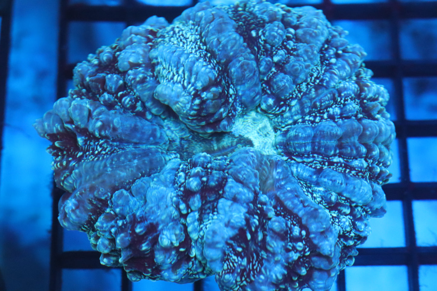 Aussie Acantho (D176) Medium