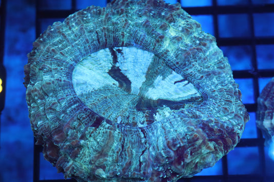 Aussie Acantho (D181) Medium