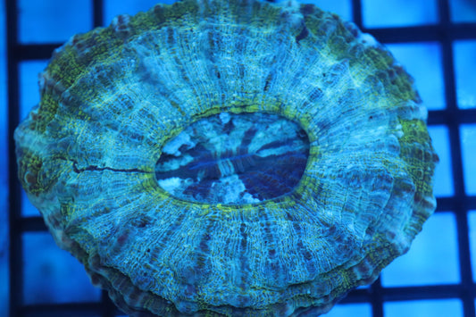 Aussie Acantho (D190) Small